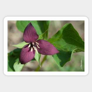 Red Trillium Sticker